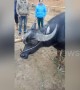 Strange buffalo with three horns found at cattle auction in Vietnam