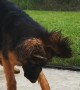 German Shepherd Quenches Thirst in Slow Motion