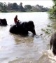 Elephants hold jumbo swimming race to keep fit in Thailand