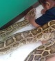 Tiny Toddler Tends to Sick Python