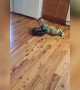A Baby Boy Rides On A Roomba Vacuum