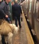 Subway Conductor Won't Let Man Board with Dog