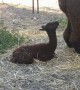 Baby Alpaca Takes First Steps