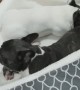 French Bulldogs Explore Every Inch of Their New Bed