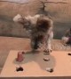 Dog plays 'whack-a-mole' with tasty sausage treats
