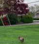 Rooster Chases Woman Around Park