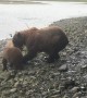 Momma Pair Brings Salmon to Shore for Her Cubs