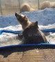 Russian brown bear chucks about his bath toys while cooling off in ice trough