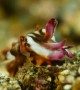 Flamboyant Cuttlefish Eggs Hatching