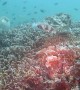 Underwater Encounter with Group of Cuttlefish