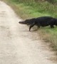 Massive alligator strolls across walking trail