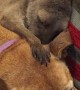 Kangaroo Suckles on Patient Dog's Ear