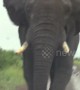 Huge wild elephant charges safari tourists in South Africa