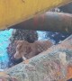 Stranded dog is rescued from sea 136 miles from shore