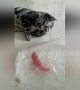 Hungry cat seen staring longingly at fish swimming in plastic bag