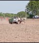 Incredible moment ox cart flips over during village race, sending rider flying
