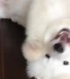 Smart Samoyed Plays Dead