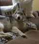 Stubborn Husky would rather relax on couch than go for walk