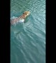 Fisherman records rare encounter with swimming wild jaguar