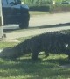 Gigantic Gator Strolls Down Florida Street