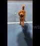 'Dog-er Federer'! Pooch learns to be a ball boy while owners play tennis