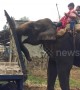 Quite the trunk on that vehicle! Elephant helps push truck stuck in the mud