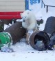 Roaming Polar Bear Delights Kids, Terrifies Parents