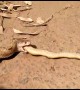 Cobra regurgitates another cobra after rescue in India