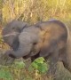 Baby elephant tries its best to intimidate tourists