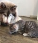 Impatient Pooch Takes Ice from Cat