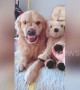 Jealous golden retriever pulls angry face at owner for stroking a toy dog