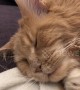 Big ginger Maine Coon cat wakes up from nightmare then goes back to sleep