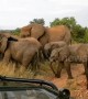 Playful baby elephant attempts to charge safari vehicle