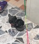 Puppy Pulls Lazy Cat Around