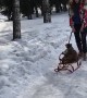 Raccoon Rides a Sleigh