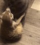 Playful Meerkat and Cat Wrestling Match