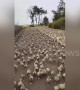 Spectacular moment thousands of ducks rush to fields for food in China