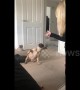 The Oscar goes to French bulldog dramatically playing dead