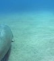 Dugong Tries to Shake off Suckerfish