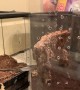 Tarantula Launches at Unsuspecting Owner