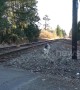 US firefighter rescues husky from train tracks and brings it home