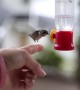 Incredible footage shows wild hummingbird being fed mid-flight