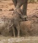 Elephants amazingly rush over to help youngster out of muddy bank