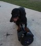 Dachshund Takes a Spin on a Hoverboard