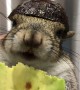 Seymour the Squirrel Safely Eating Avocado