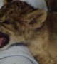 Lion cub lets out the cutest roar you'll ever hear