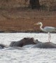 Incredibly brave bird stands on the back of a hippo!