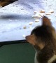 Cat Tries to Catch TV Rat