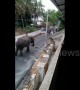 Raging elephant wrecks havoc on Indian town