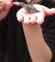 Hummingbird Feeds Out of Man's Hand